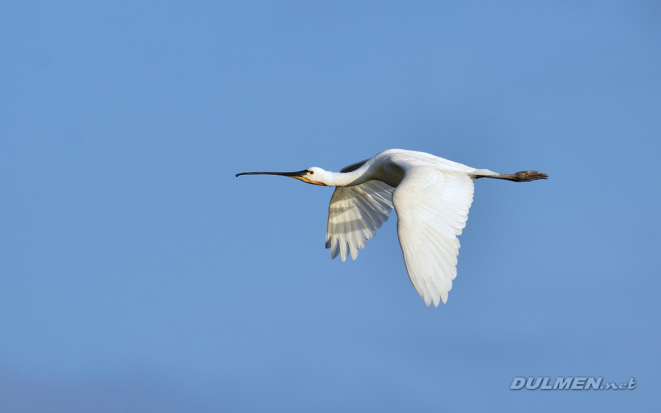 Eurasian spoonbill (Platalea leucorodia)